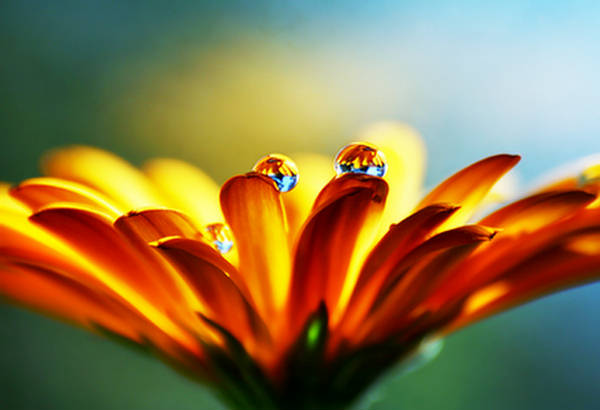 Sunflower with water droplets